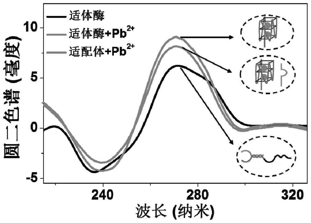 Quantum dot micelle spherical nucleic acid sensor as well as preparation method and application thereof in Pb &lt; 2 + &gt; detection