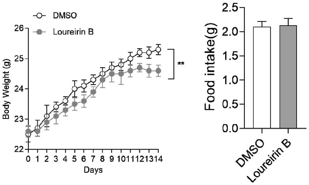 Application of loureirin B in preparation of medicine for preventing and/or treating obesity