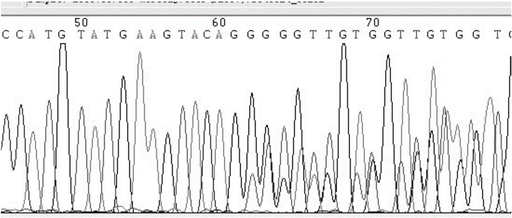 Diagnostic kit for detecting human C-Kit gene number 11 exon mutation and method