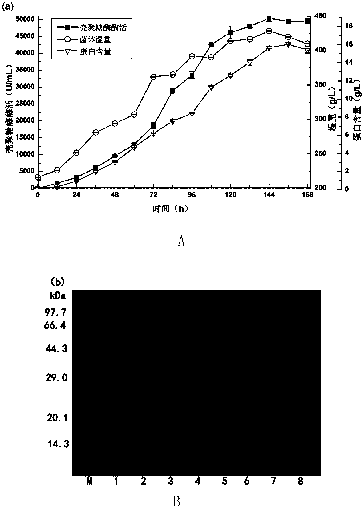 Construction method and application of recombinant bacterium for producing chitosanase