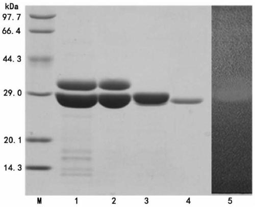 Construction method and application of recombinant bacterium for producing chitosanase