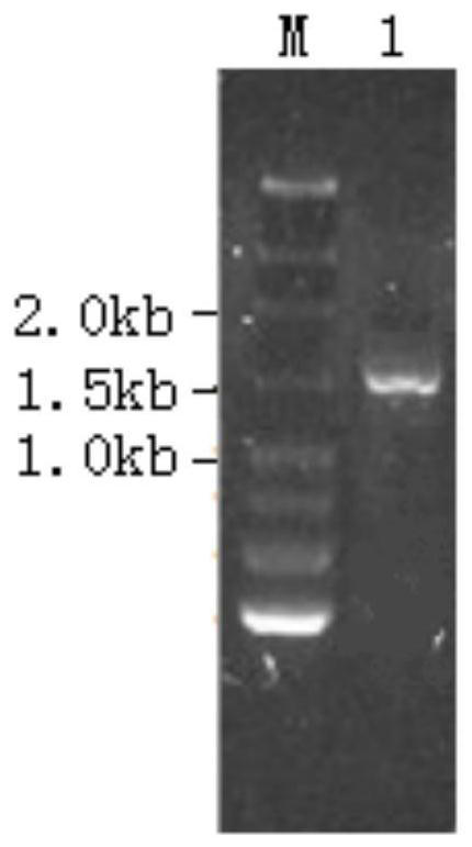 A strain of Bacillus amyloliquefaciens efficiently secreting and expressing foreign proteins and its application