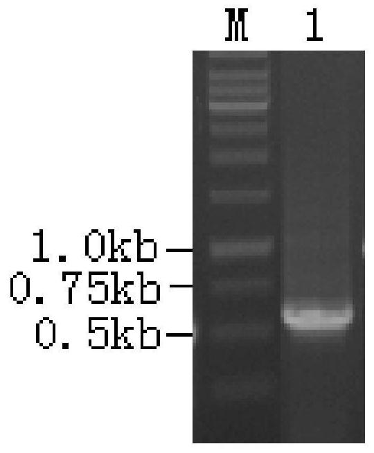 A strain of Bacillus amyloliquefaciens efficiently secreting and expressing foreign proteins and its application