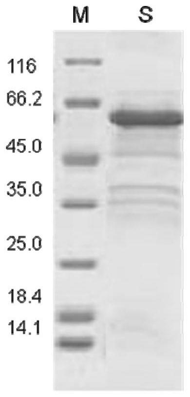 Keratin BD-13, preparation method, pharmaceutical composition and application thereof