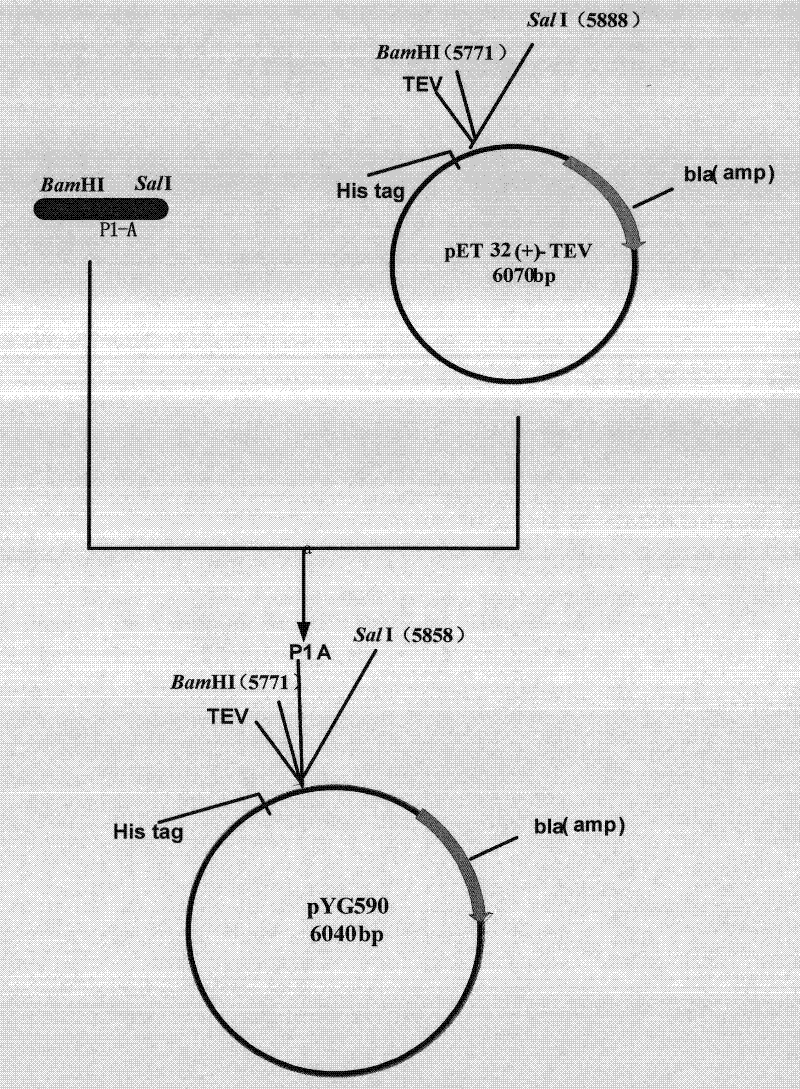 Preparation method for beta-lactamase inhibitory polypeptide and expression vector used therein