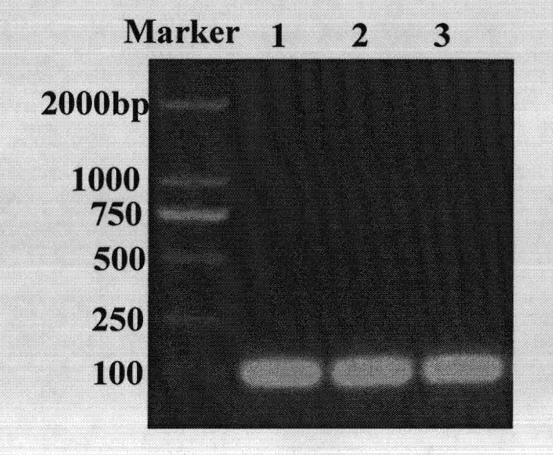 Preparation method for beta-lactamase inhibitory polypeptide and expression vector used therein