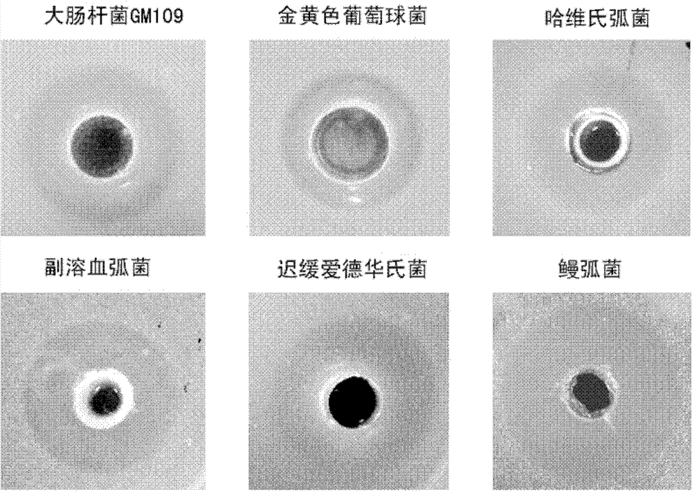 Recombination expression of cynoglossus semilaevis antibacterial peptide hepcidin and application thereof