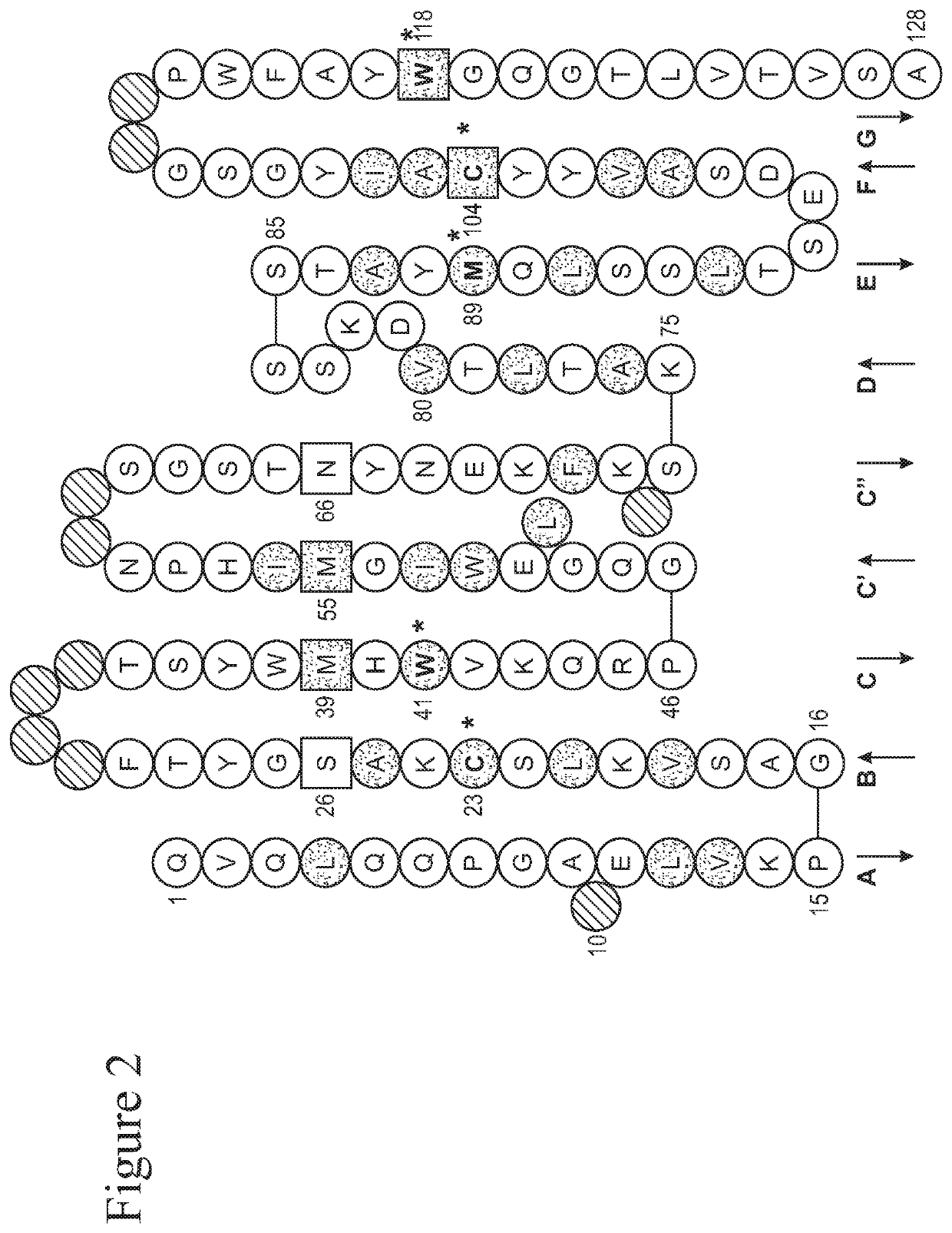 Filamin b binding proteins and uses thereof