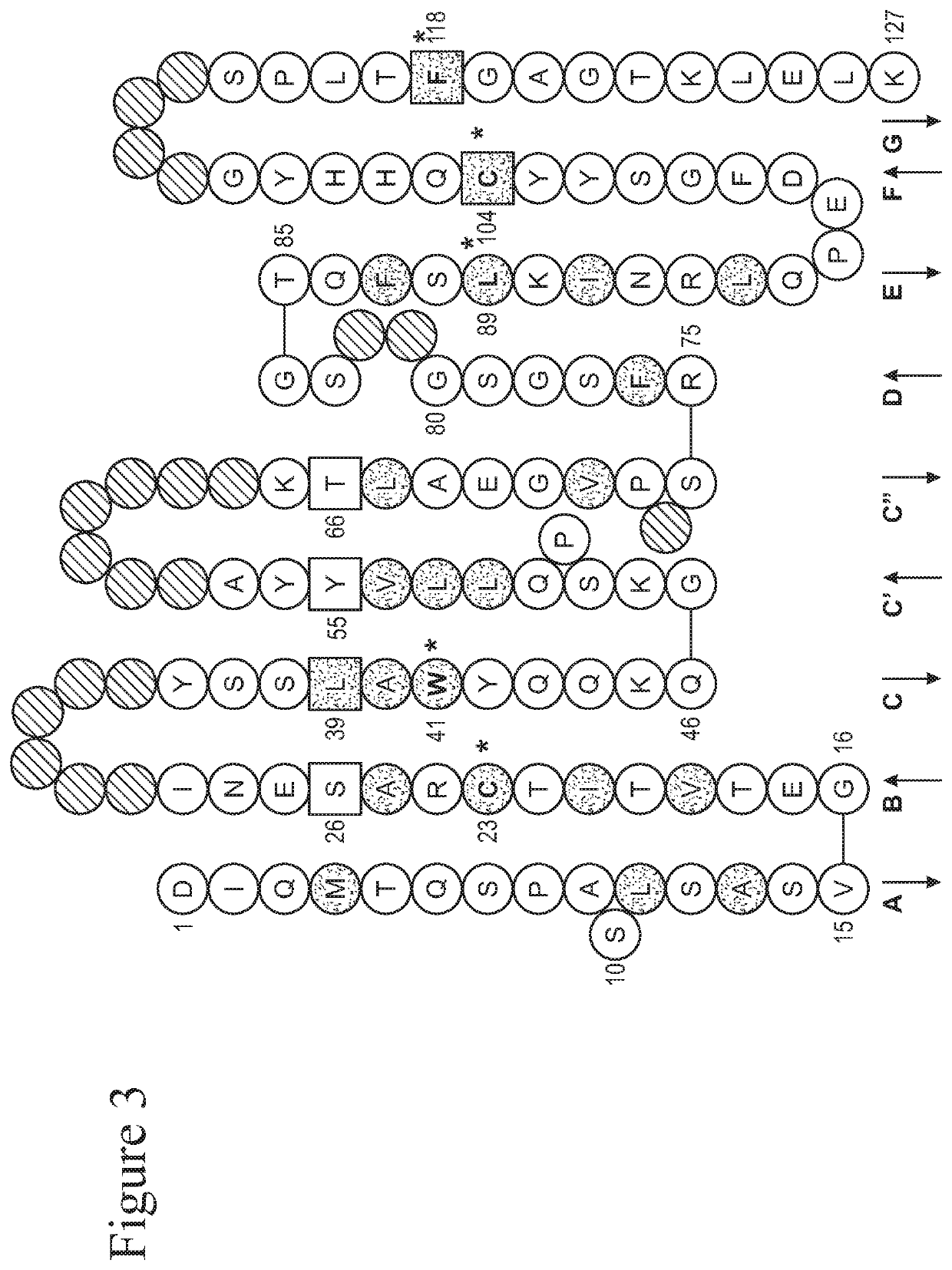 Filamin b binding proteins and uses thereof