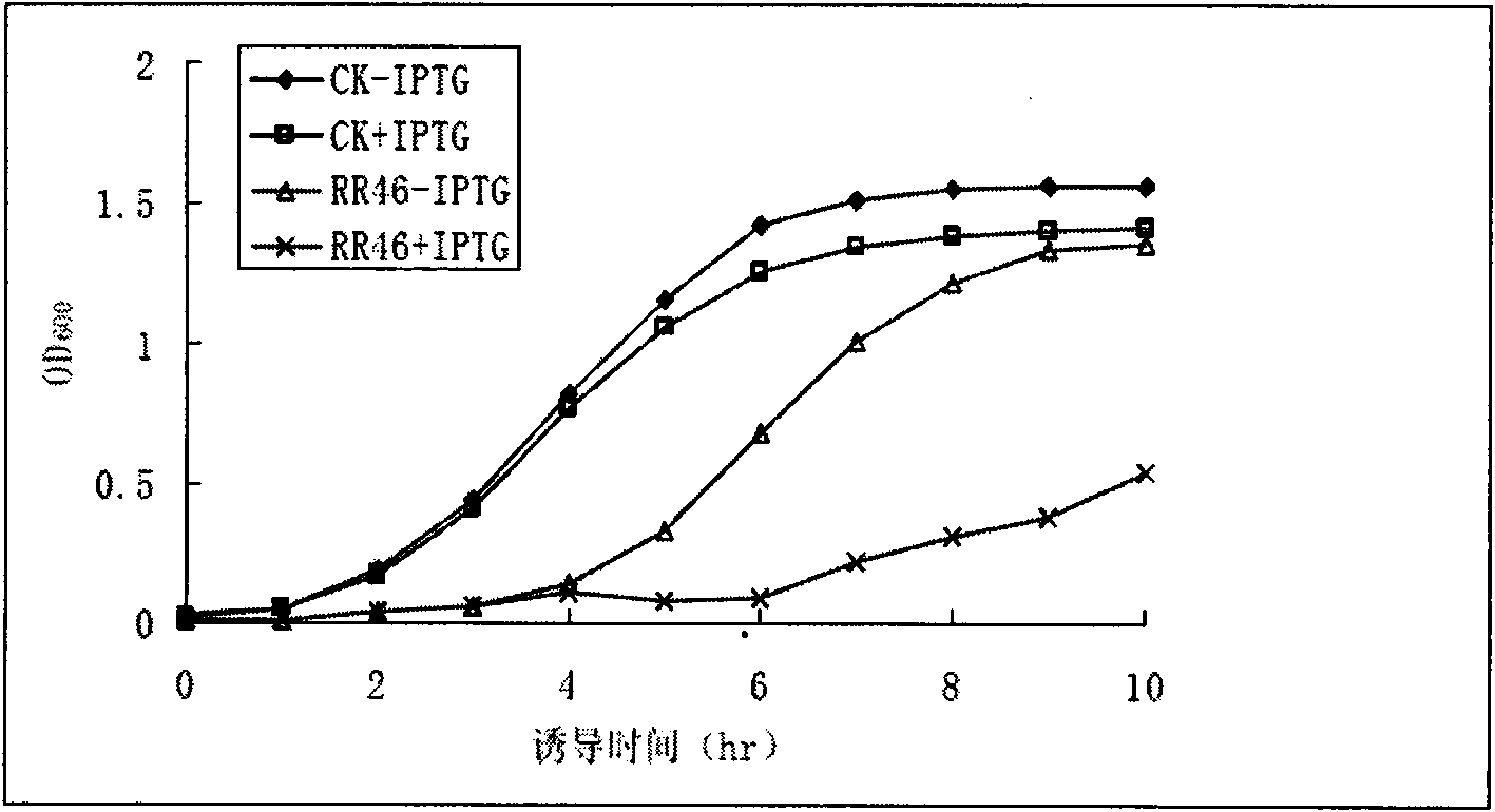Rice dehydrin protein with antibacterial activity and application thereof