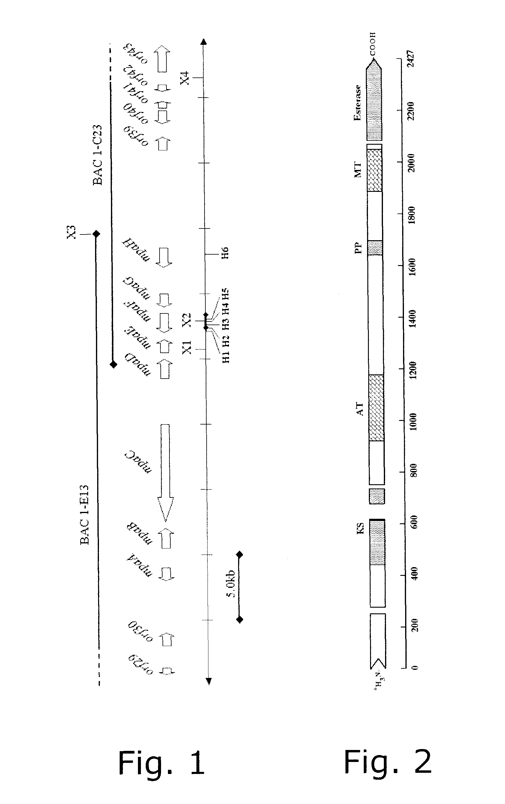 DNA encoding protein and methods of using same