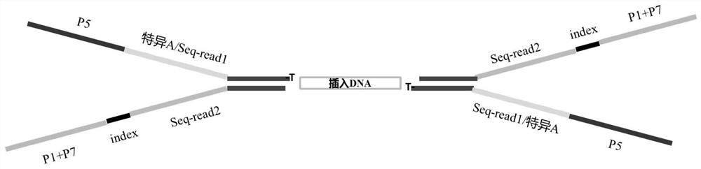 A universal adapter for multiple sequencing platforms, a library construction method and kit suitable for multiple sequencing platforms