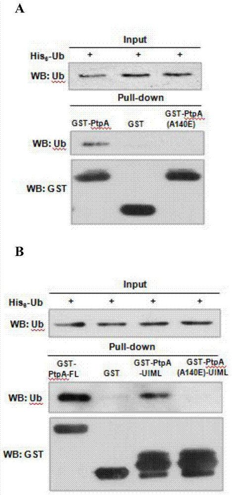 The ubiquitin-binding domain of a secreted protein from Mycobacterium tuberculosis