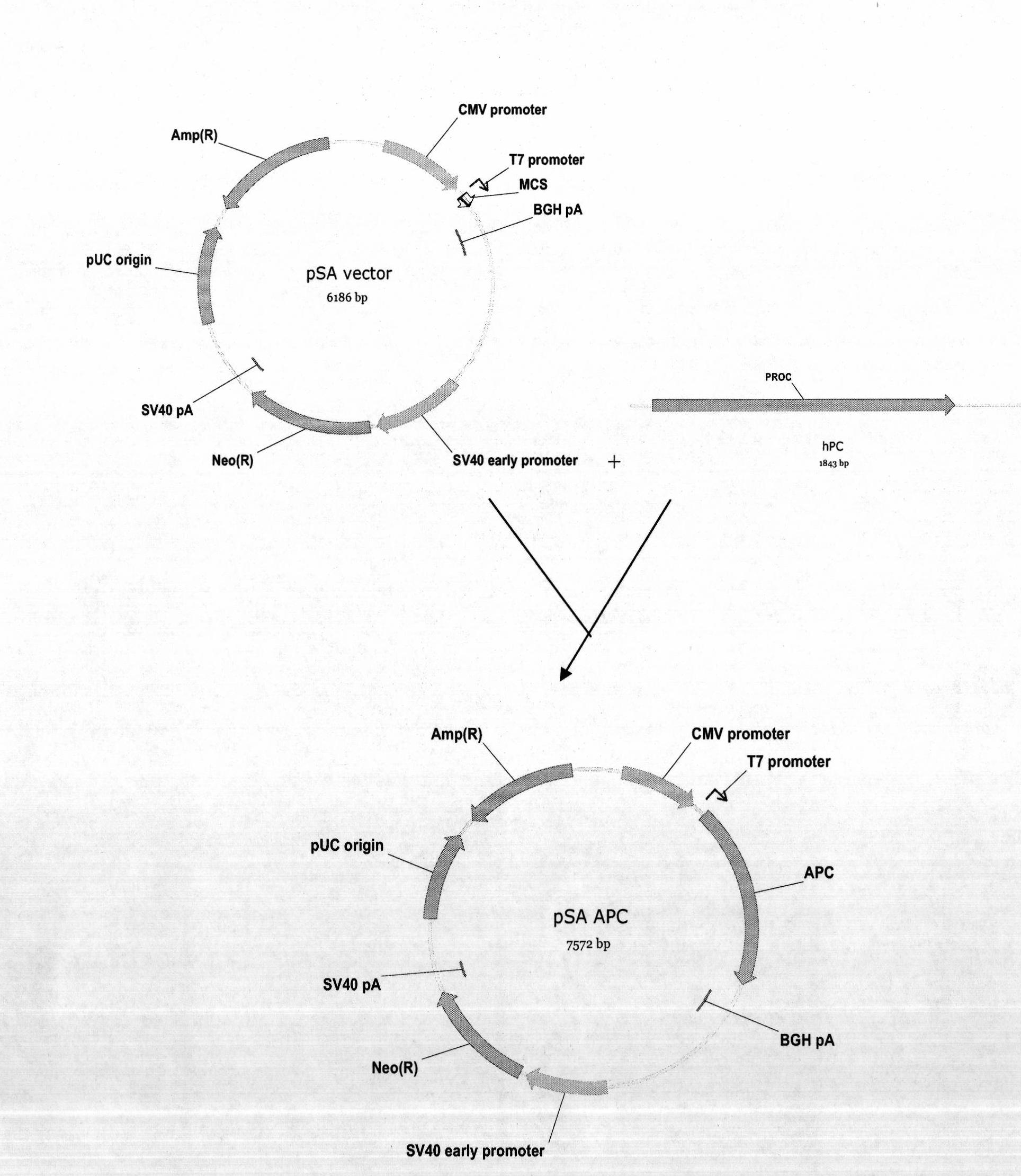 Vector system pSA for high-level expression of recombinant glycoprotein in eukaryotic cells