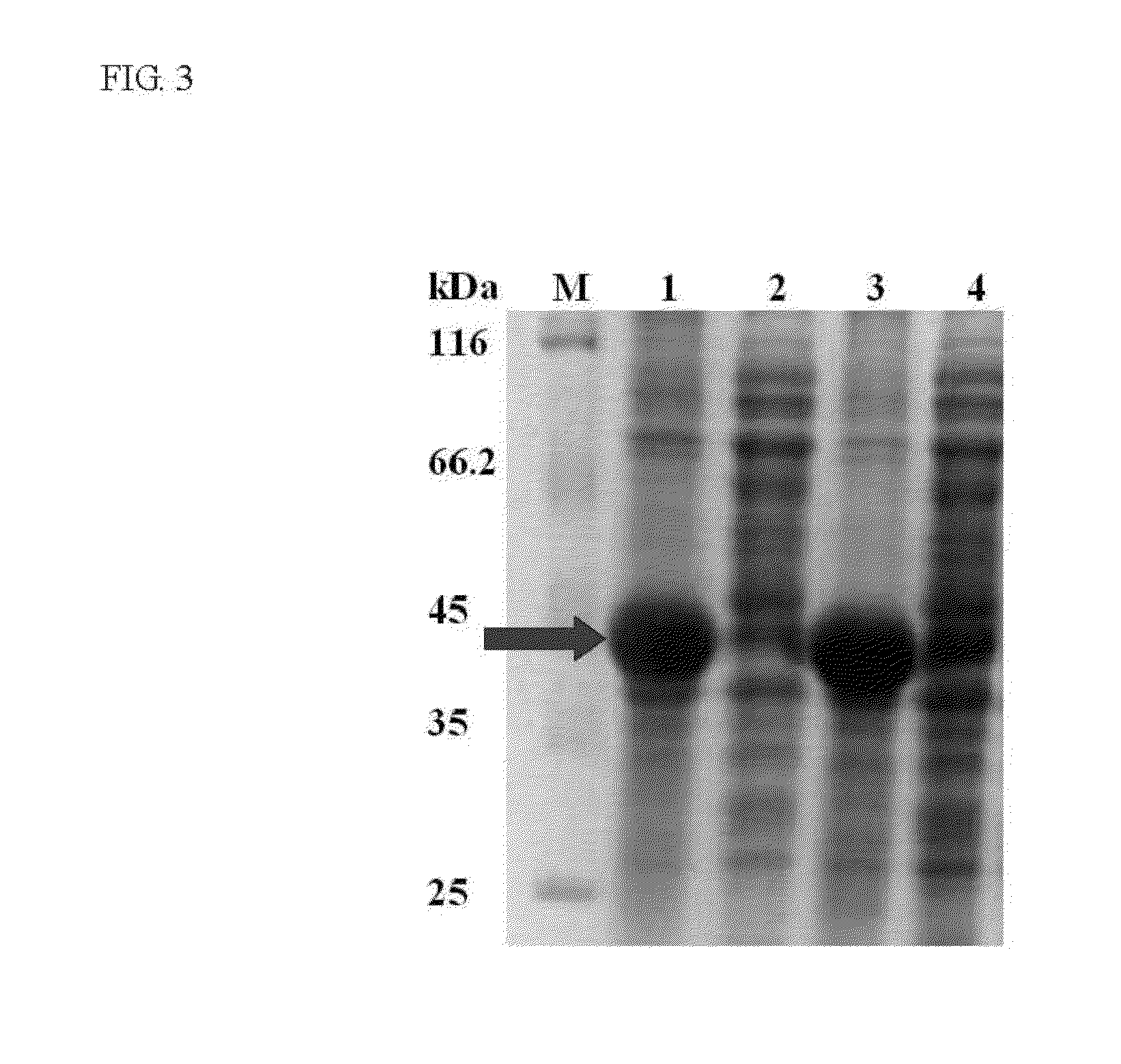 Starch Binding Domain and Use Thereof