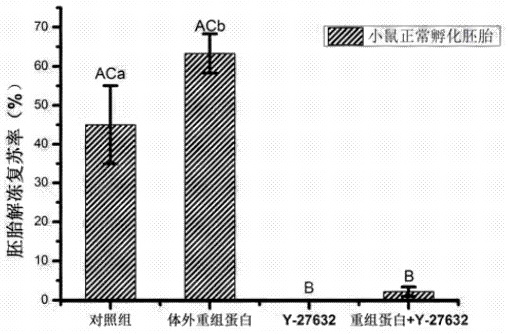 Application of RhoA recombinant protein in preparation of culture solution for improving embryo freezing resistance and recovery rate after thawing