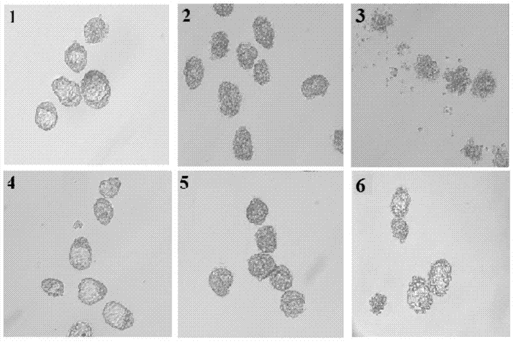 Application of RhoA recombinant protein in preparation of culture solution for improving embryo freezing resistance and recovery rate after thawing