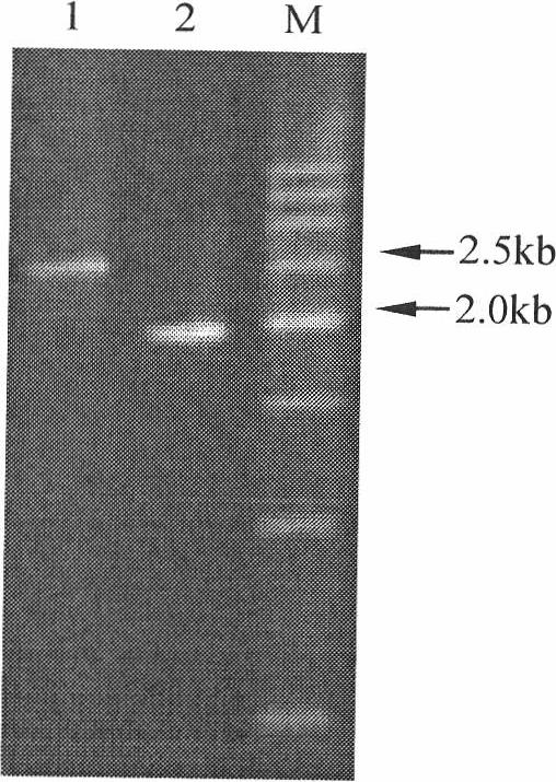 Rape BnPABP 5 gene and application of promoter thereof