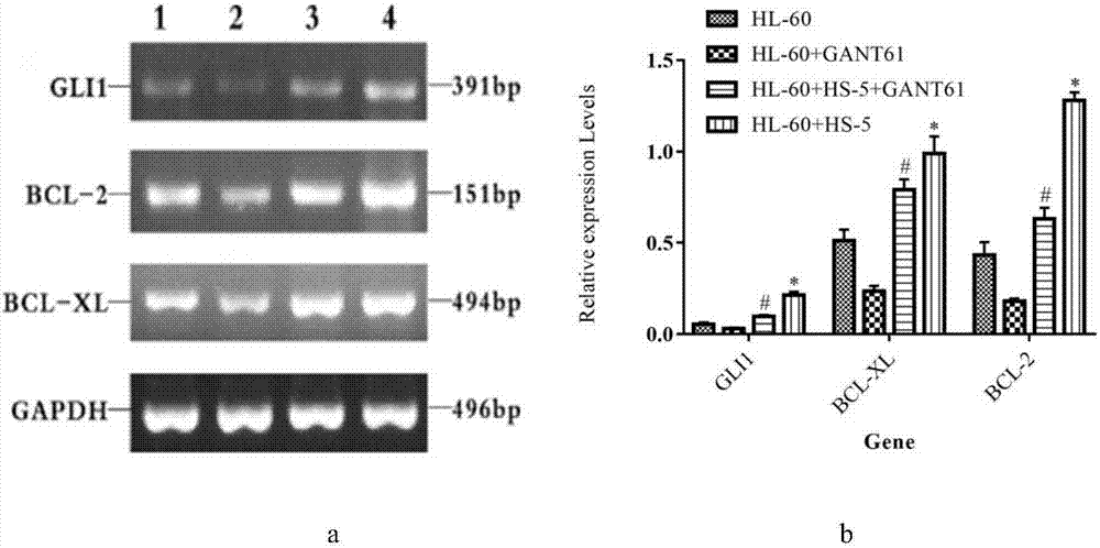 Detection method for regulating Hh signal channel to inhibit HL-60 cells