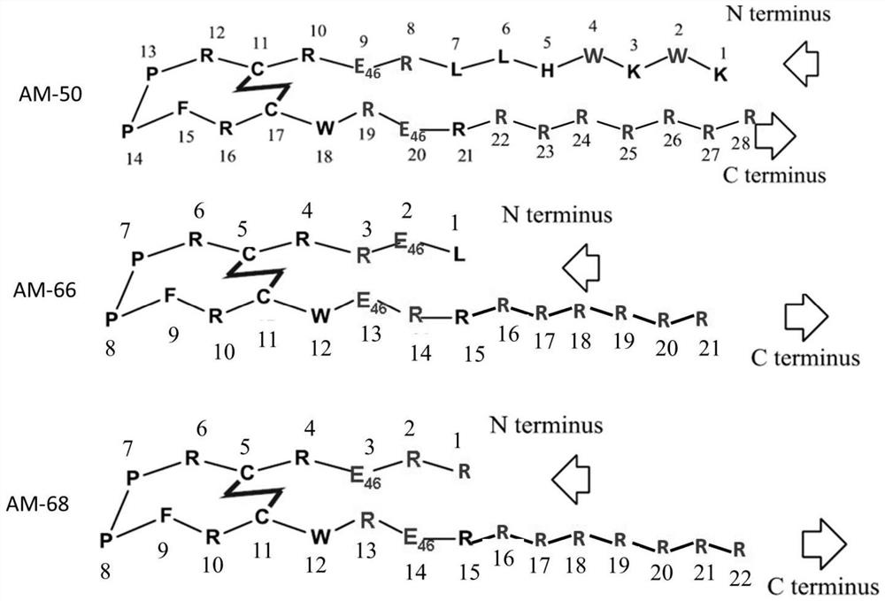 A kind of cyclic polypeptide for resisting Candida albicans and its preparation method