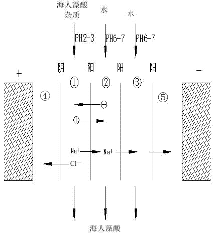 Method for separating and purifying kainic acid through controllable multichannel electroosmosis