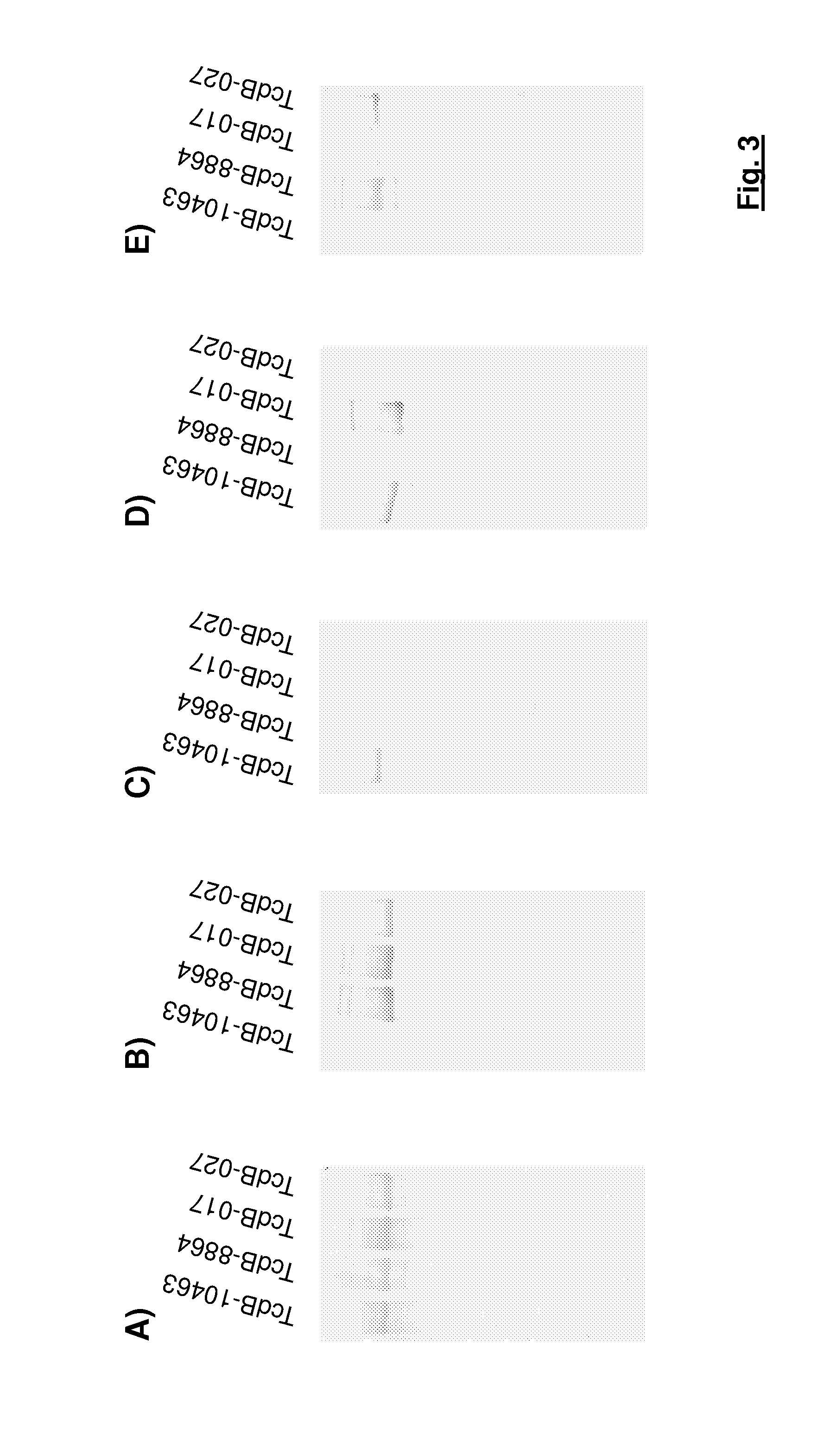 Method for the detection and identification of a variant C. difficile strain in a sample