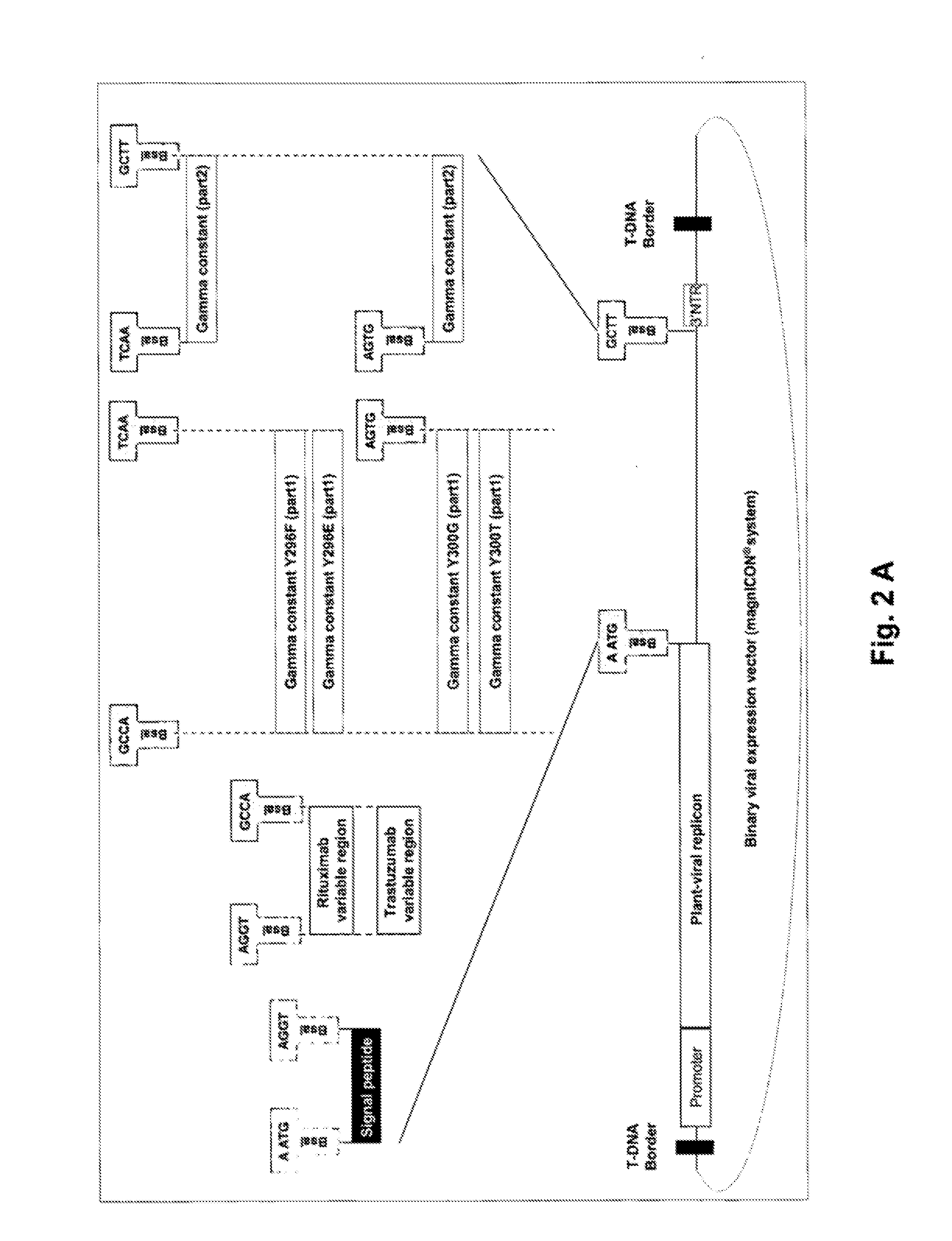 Methods of modulating n-glycosylation site occupancy of plant-produced glycoproteins and recombinant glycoproteins