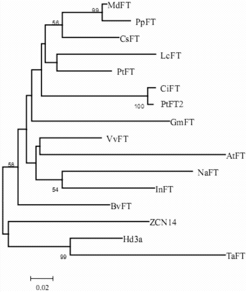 Precocious trifoliate orange flowering gene spliced variant PtFT2 and application of precocious trifoliate orange flowering gene spliced variant PtFT2 to regulating flowering of plants