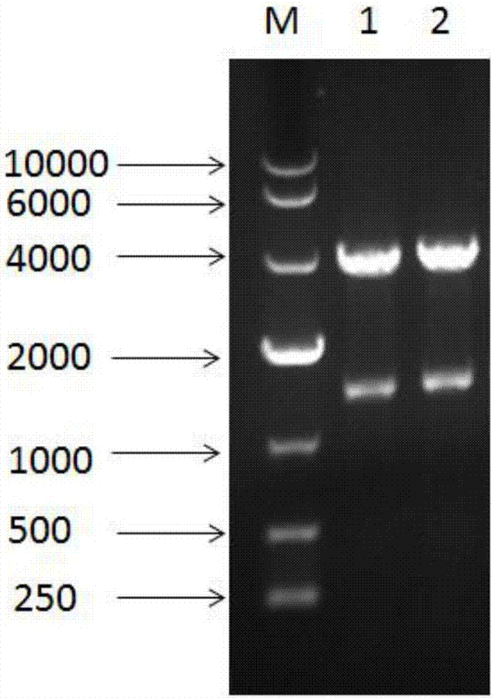 Recombinant pichia pastoris for enhanced expression of xylanase from Streptomyces sp.FA1