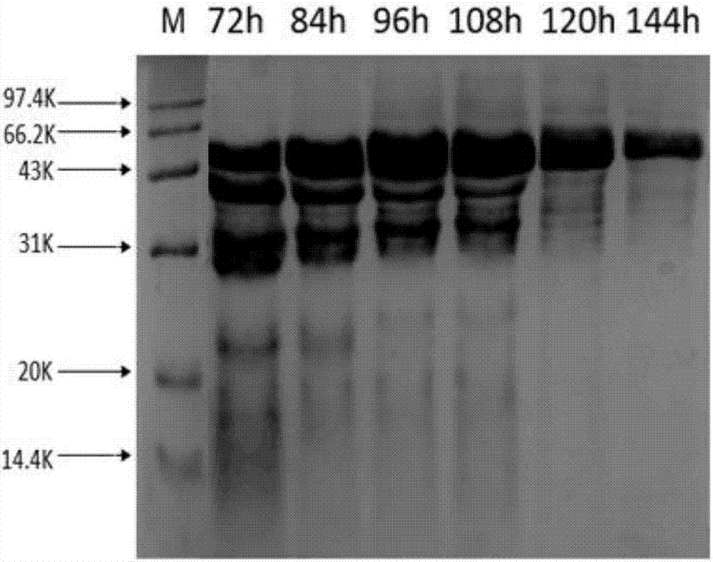 Recombinant pichia pastoris for enhanced expression of xylanase from Streptomyces sp.FA1
