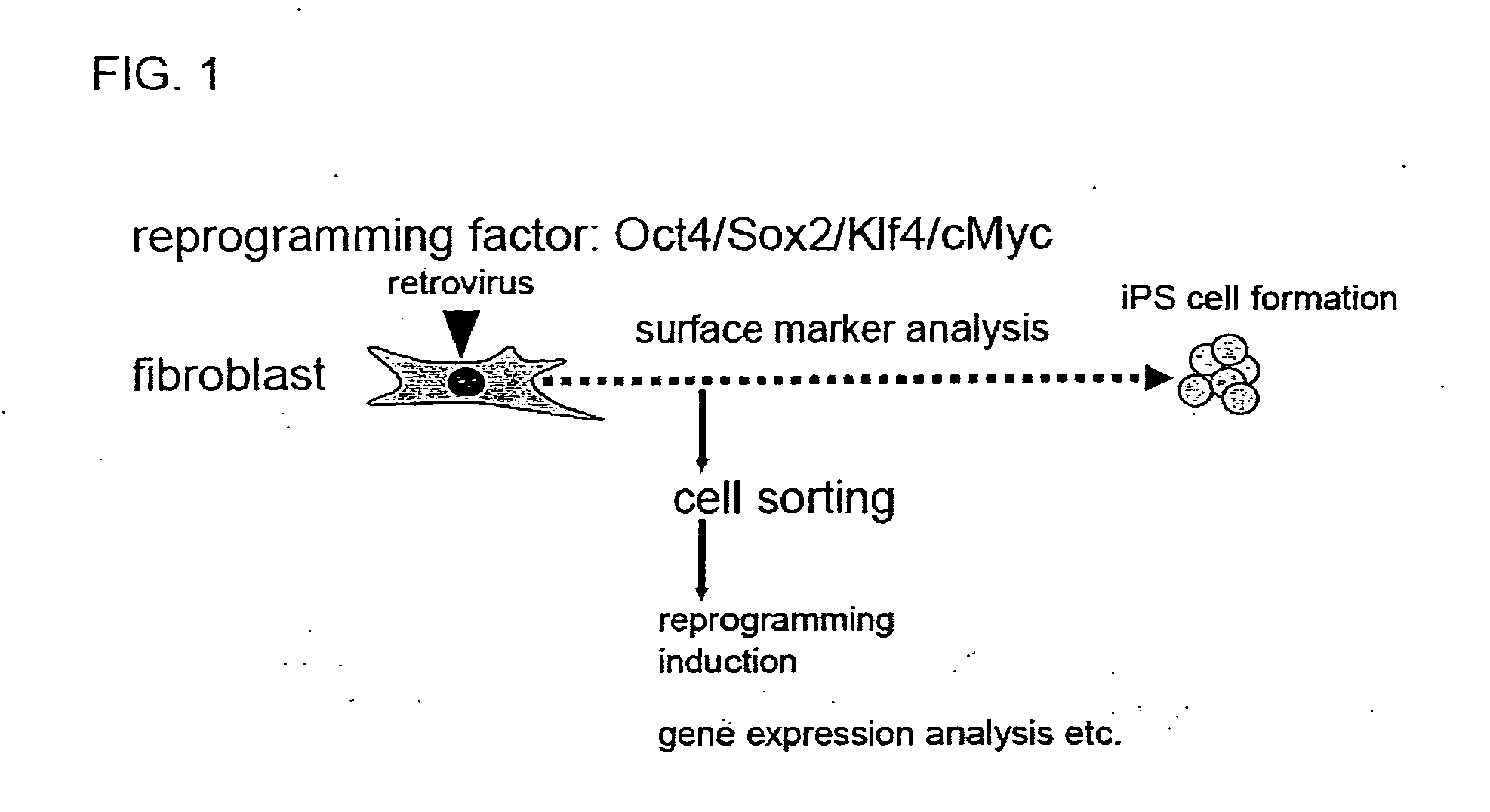 Method for producing induced pluripotent stem cells, cardiomyocytes or precursor cells thereof