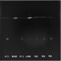 Sansevieria trifasciata Prain flavones, and preparation method and application thereof