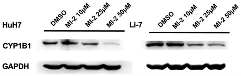 Application of MLL-menin inhibitor composition in preparation of anti-hepatoma drug