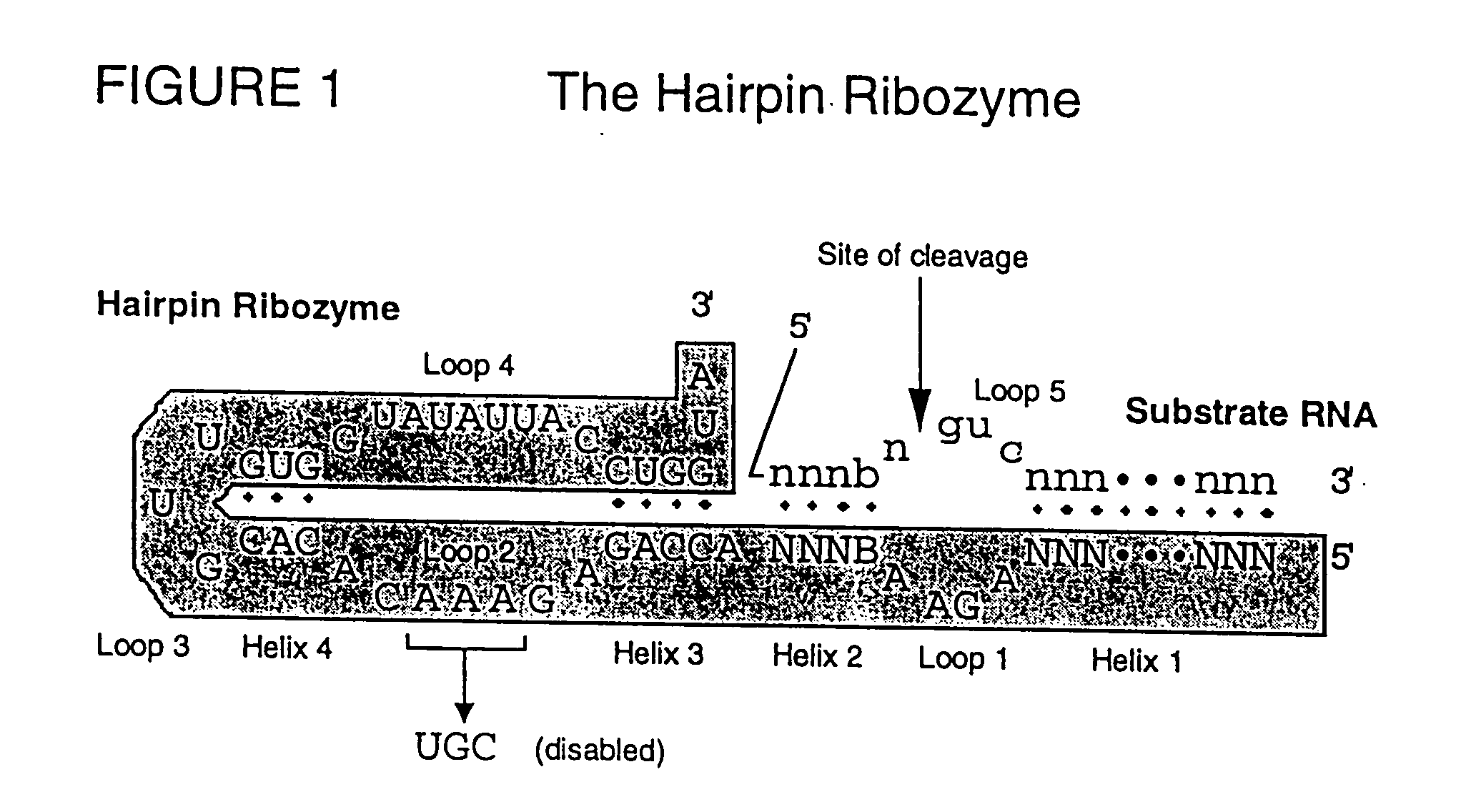 Gene functional analysis and discovery using randomized or target-specific ribozyme gene vector libraries