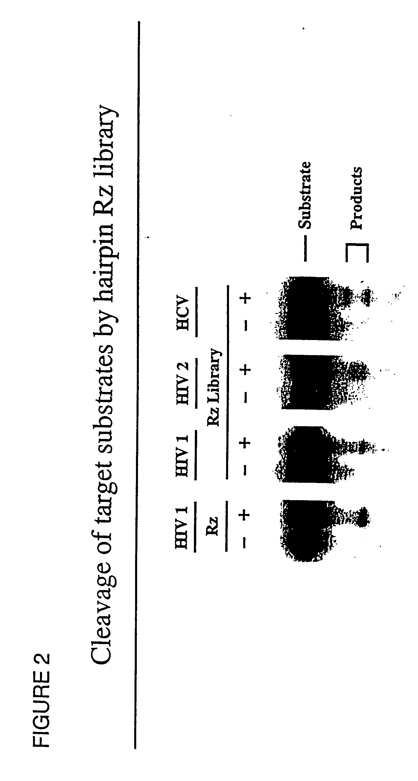 Gene functional analysis and discovery using randomized or target-specific ribozyme gene vector libraries