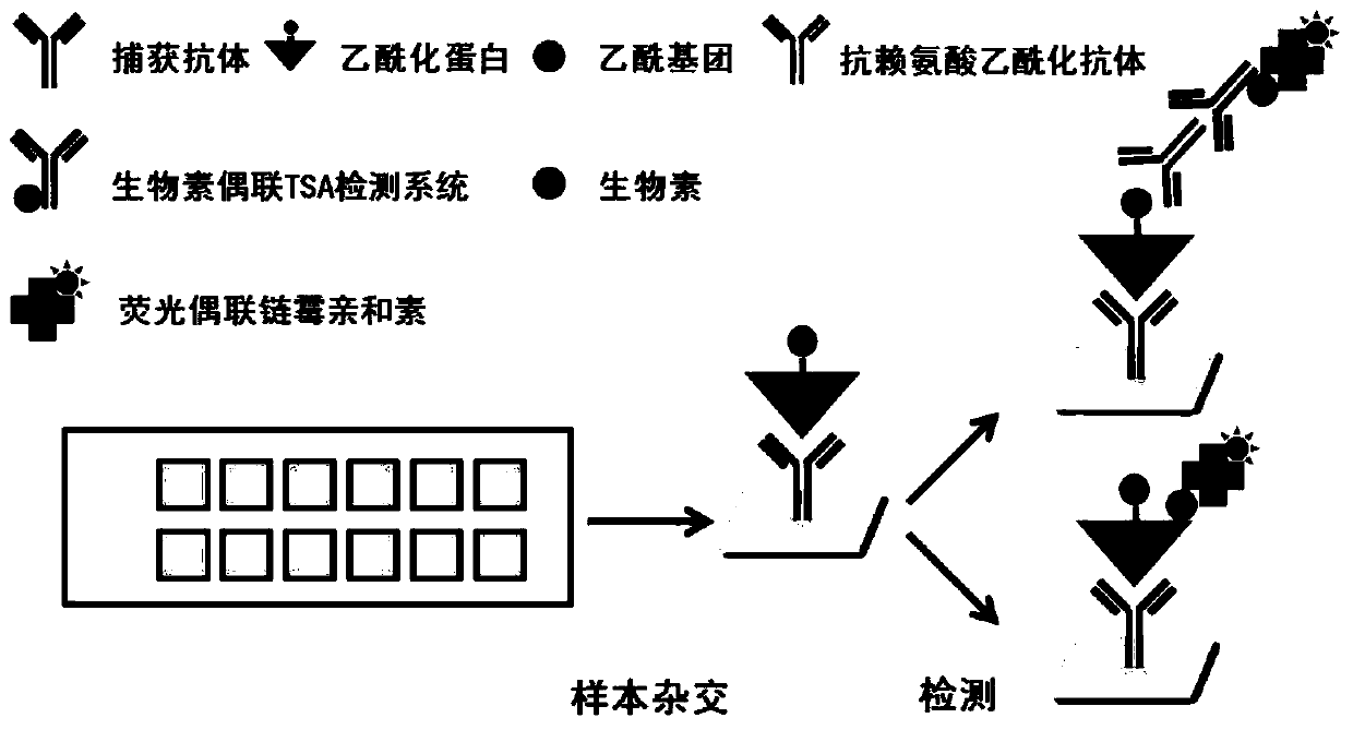 Protein chip and kit for detecting protein acetylation level