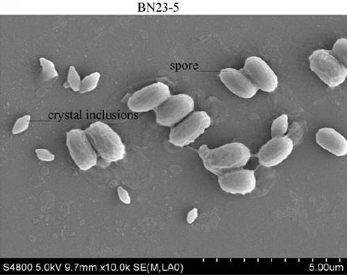 A new strain of Bacillus thuringiensis and its application