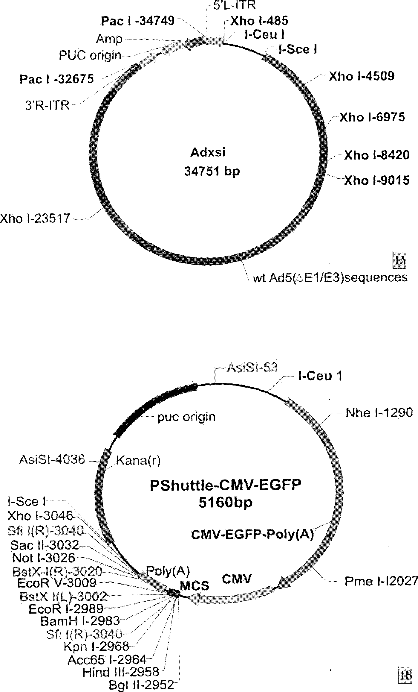 Method for inducing differentiation of mesenchyma stem cell into islet beta-like cells, and use thereof