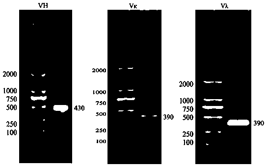 Canine single-chain antibody, and construction method and application thereof