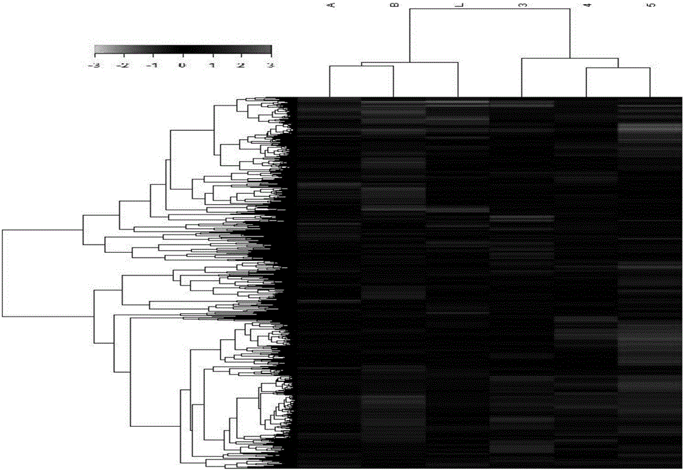 Aldosterone-producing adenoma related up-regulation lncRNA and applications thereof