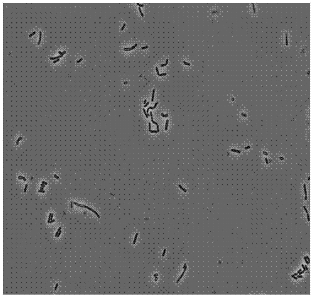 Lactobacillus plantarum and its uses