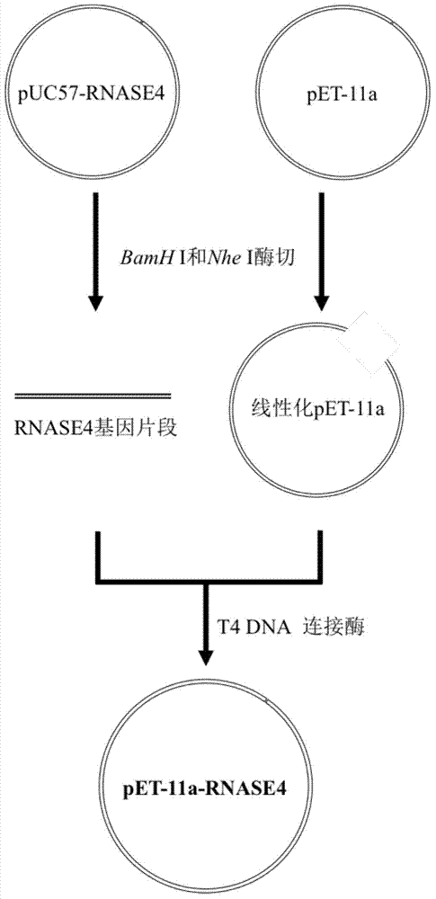 Recombinant expression, separation and purification method of human ribonuclease 4 protein