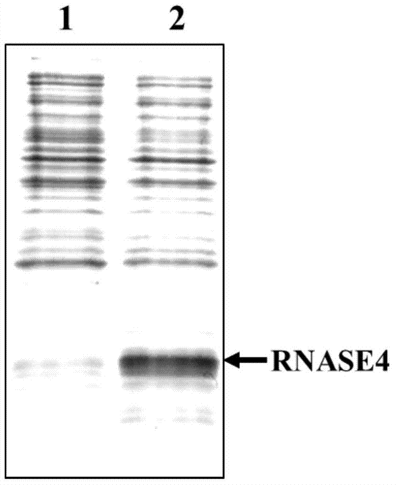 Recombinant expression, separation and purification method of human ribonuclease 4 protein