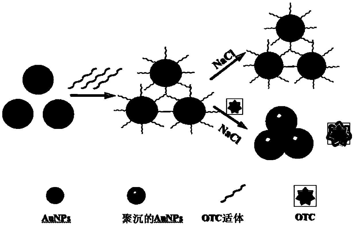 Colorimetric aptamer sensor based on nanogold-DNA and method for detecting oxytetracycline by using colorimetric aptamer sensor
