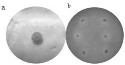 A low-temperature cellulase and xylanase-producing Bacillus cereus