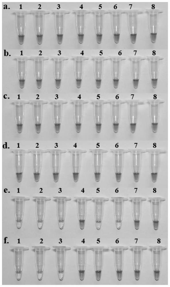 LAMP (loop-mediated isothermal amplification) combined detection primer, detection kit and detection method for rhizome traditional Chinese medicinal materials