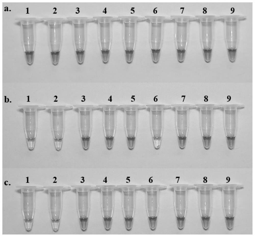 LAMP (loop-mediated isothermal amplification) combined detection primer, detection kit and detection method for rhizome traditional Chinese medicinal materials