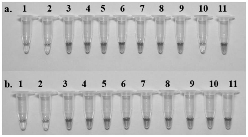 LAMP (loop-mediated isothermal amplification) combined detection primer, detection kit and detection method for rhizome traditional Chinese medicinal materials