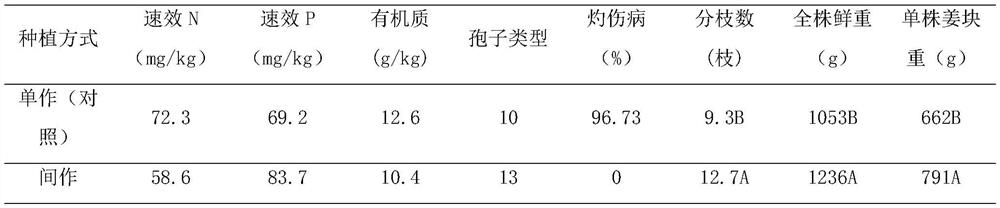 Synergistic cultivation method for intercropping symbiosis of open-field ginger and high-stalk corn