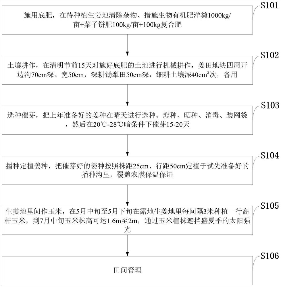 Synergistic cultivation method for intercropping symbiosis of open-field ginger and high-stalk corn